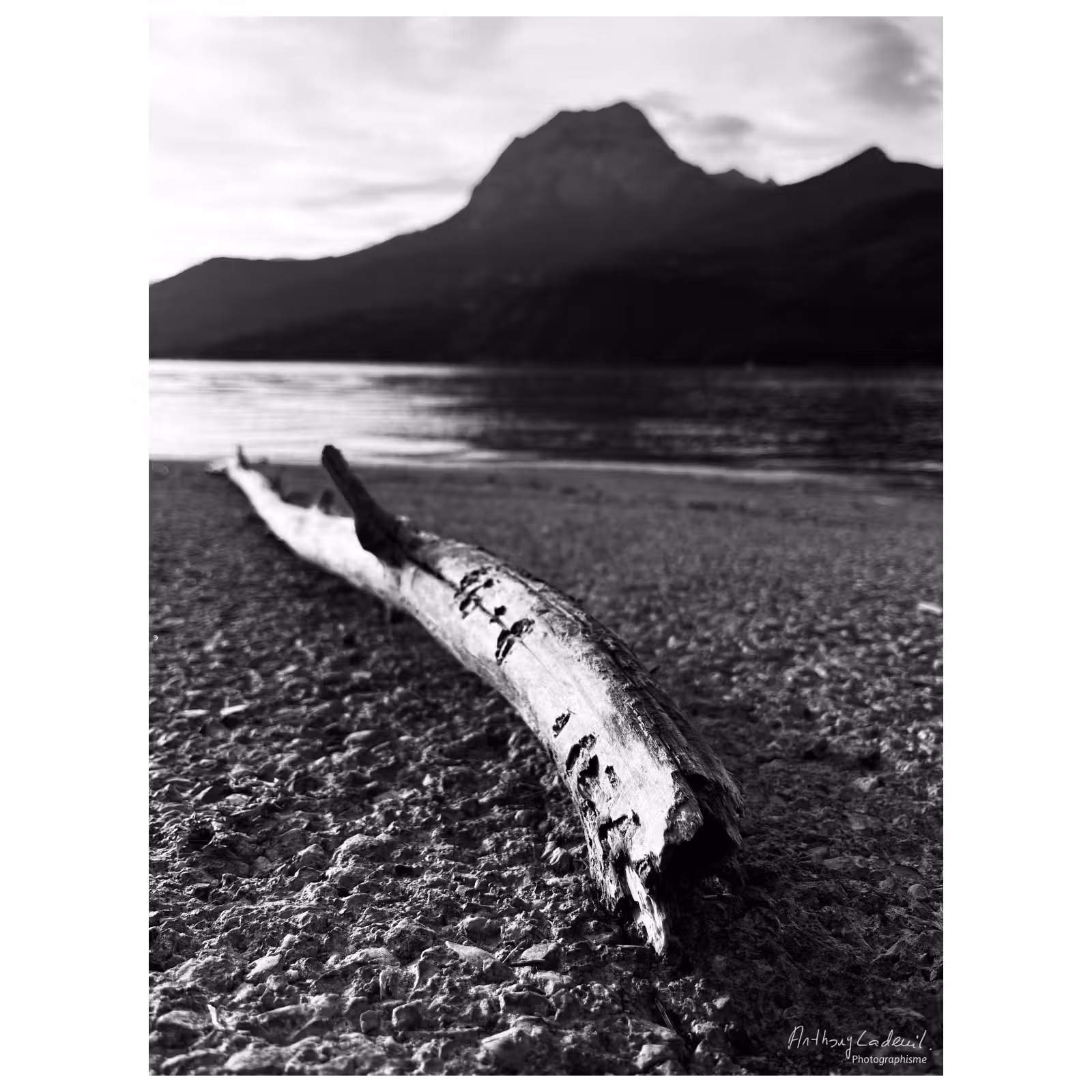 Branche morte au bord de l'eau