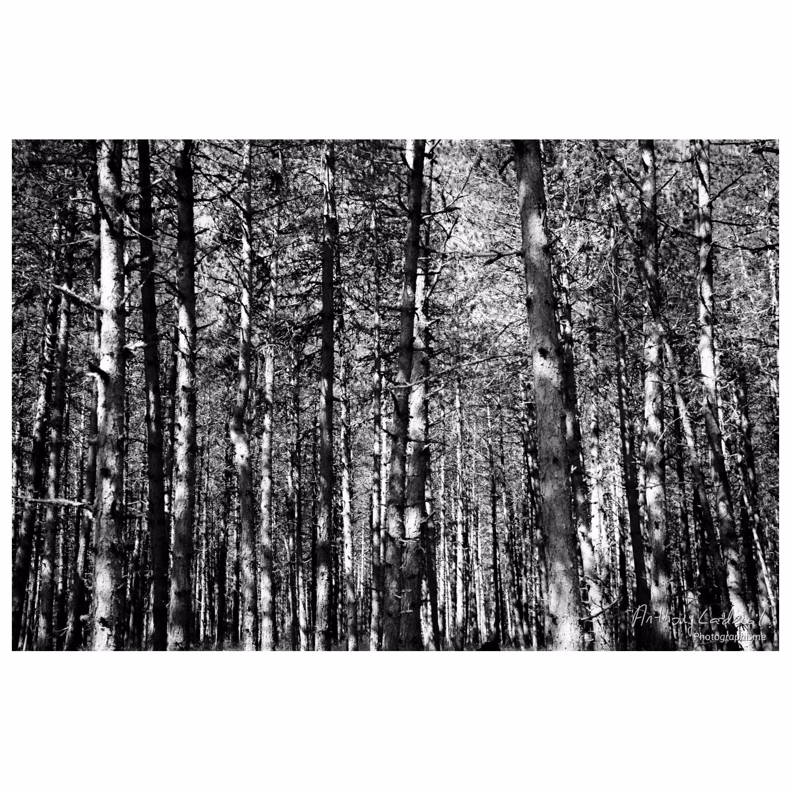 photo noir et blanc d'un bois