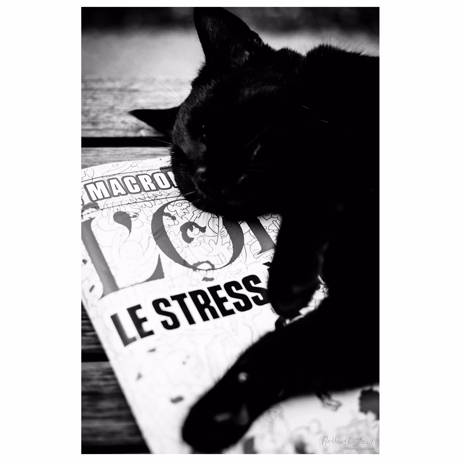 un chat dort sur un magazine sur lequel est écrit « no stress »