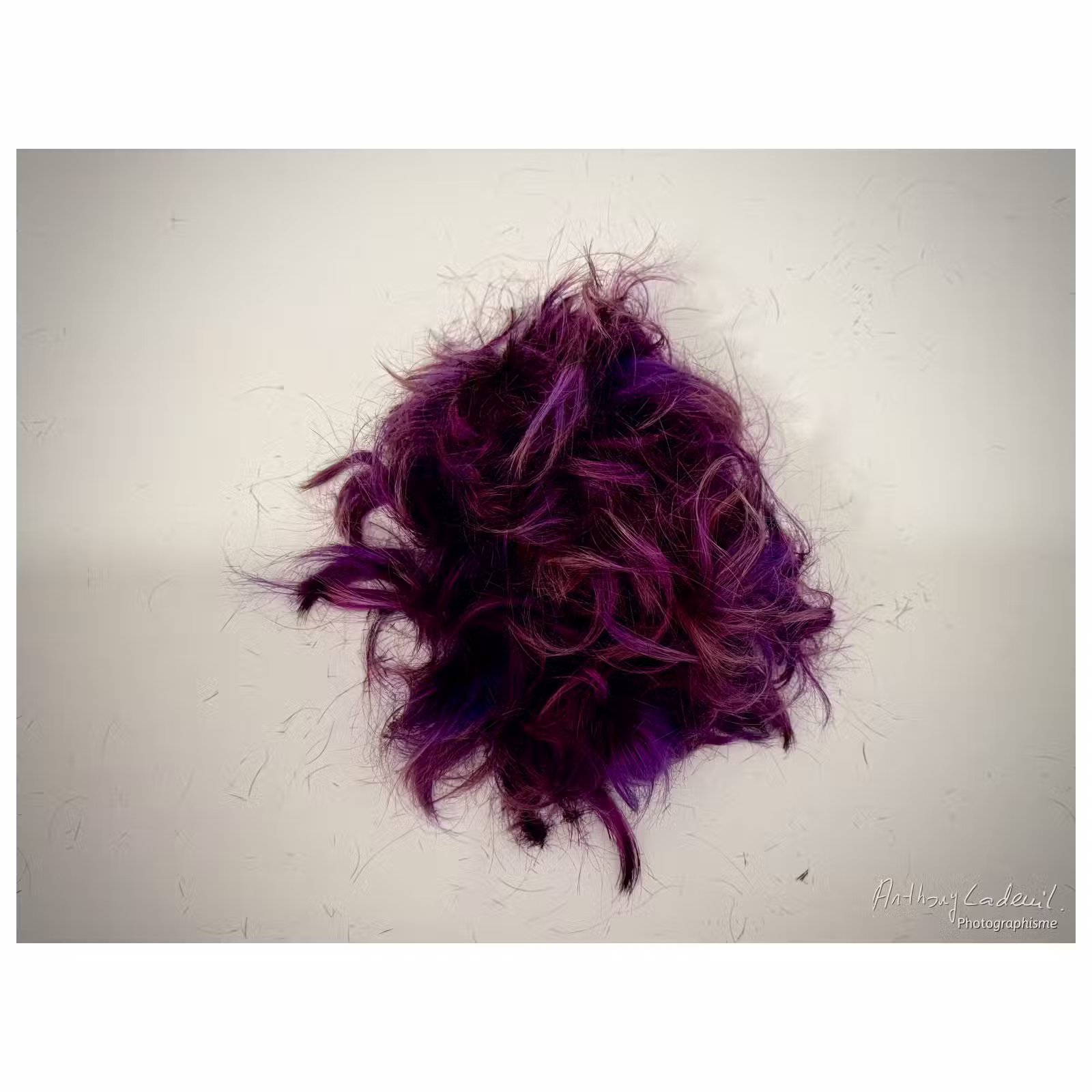 motte de cheveux teints en violet après une tonte