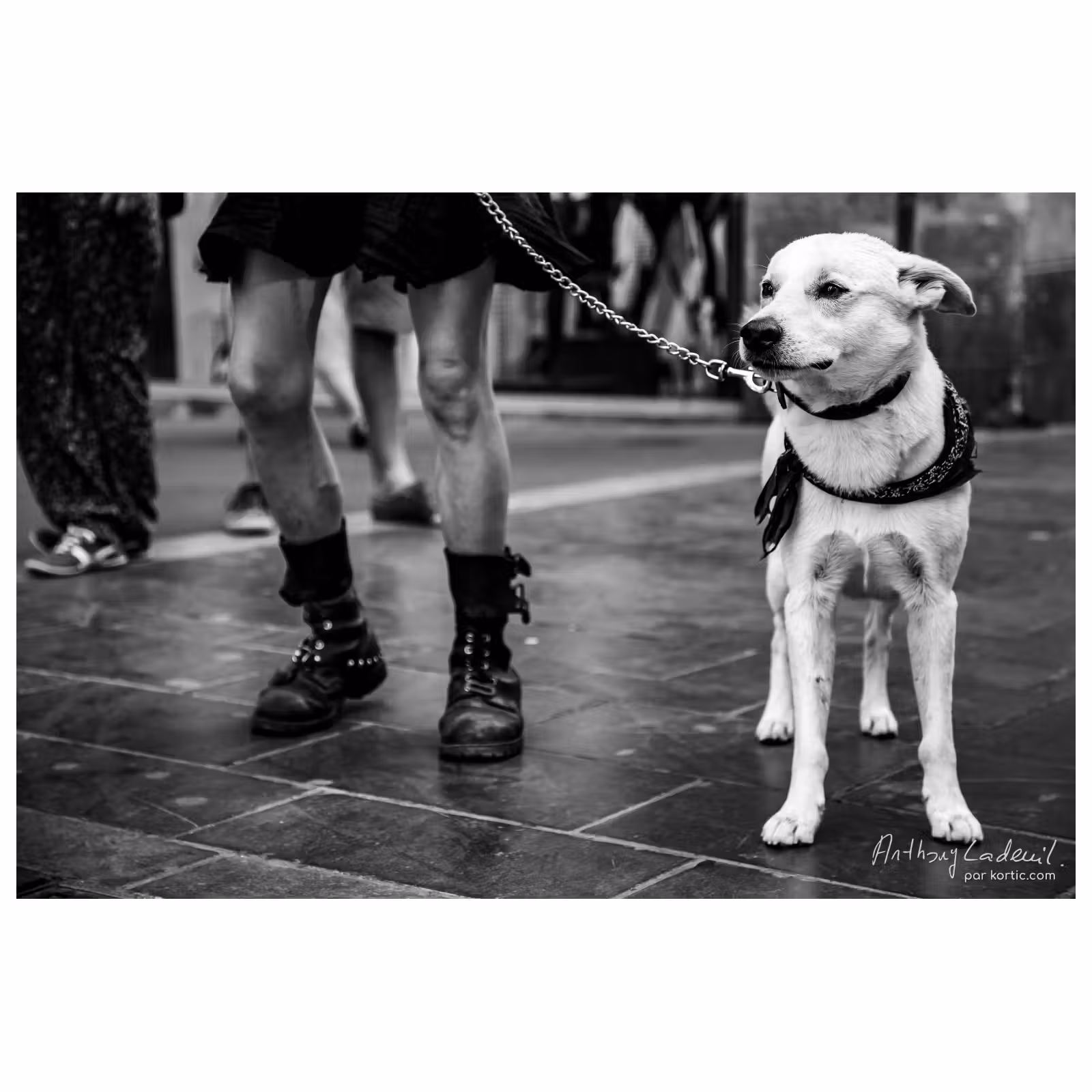 portrait d'un chien blanc tenue en laisse par une personne que l'on devine maigre