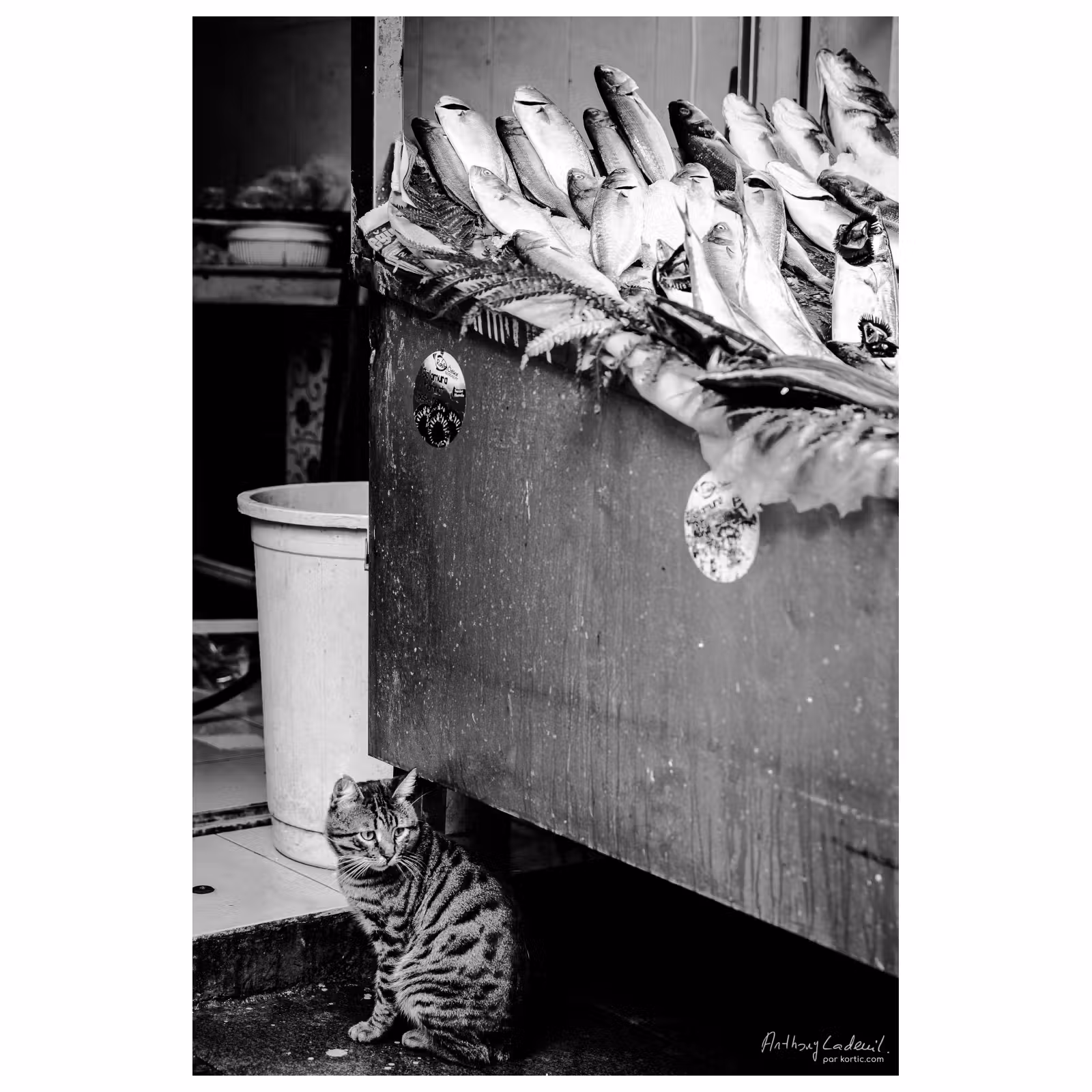chat assis au pied d'un étal de poissons à Istanbul