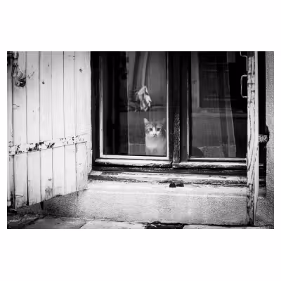 Photographie d'un chat derrière une fenêtre ancienne