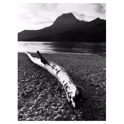 Branche morte au bord de l'eau