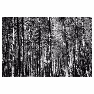 photo noir et blanc d'un bois