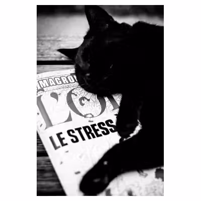 un chat dort sur un magazine sur lequel est écrit « no stress »