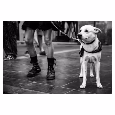 portrait d'un chien blanc tenue en laisse par une personne que l'on devine maigre