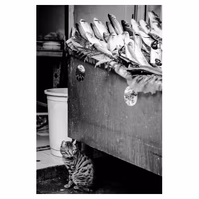 chat assis au pied d'un étal de poissons à Istanbul