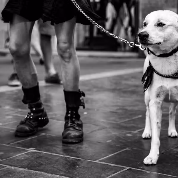 portrait d'un chien blanc tenue en laisse par une personne que l'on devine maigre